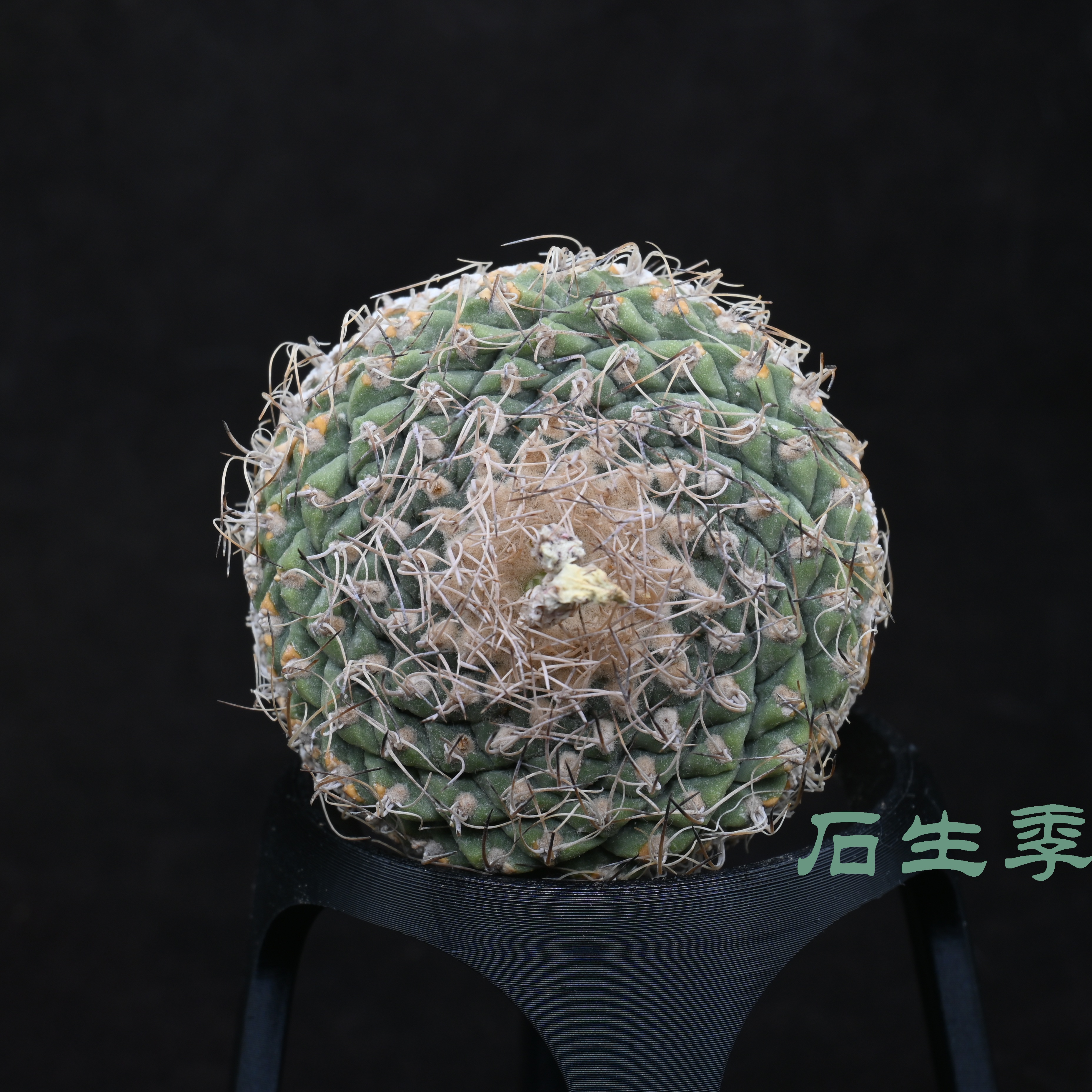 Strombocactus disciformis  螺旋菊水 老球 不含刺6.2cm