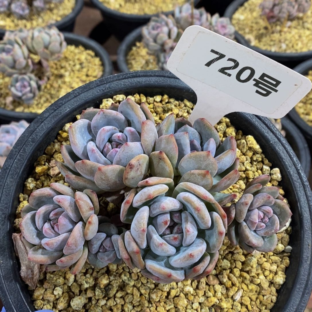 720号有砍 石榴籽星影