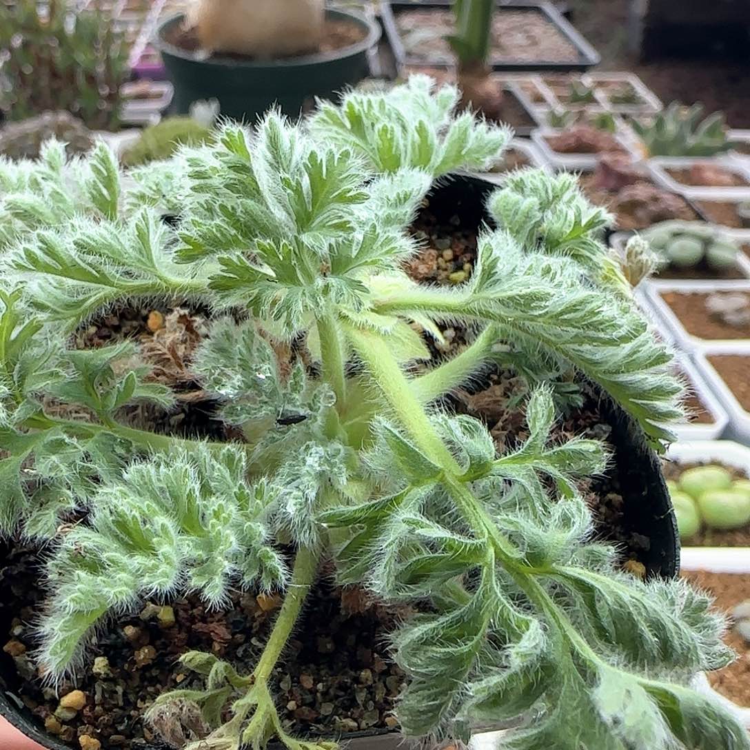 脱土发货哦24091