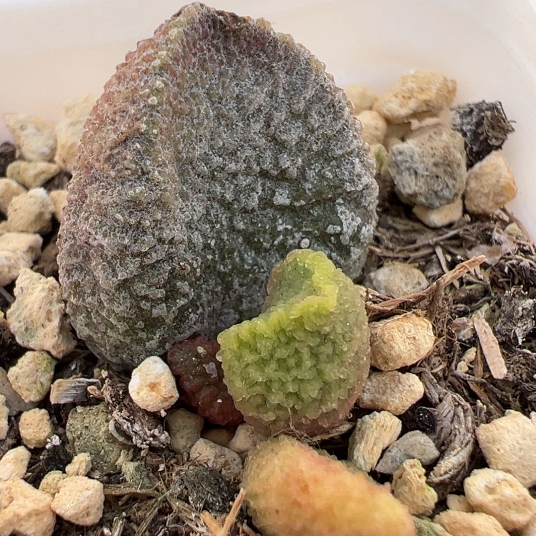 实生新品大苗多肉植物