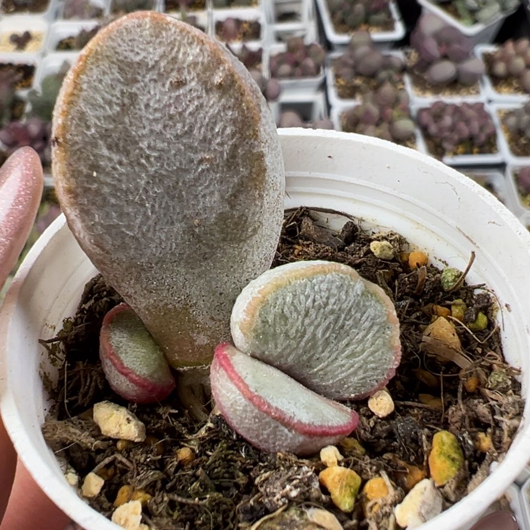 白月光大苗多肉植物水泡