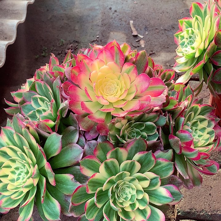 海王捧花，多肉植物