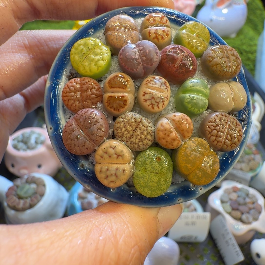 多肉植物福利冲575