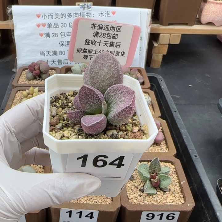 164哈莫猪肝多肉植物