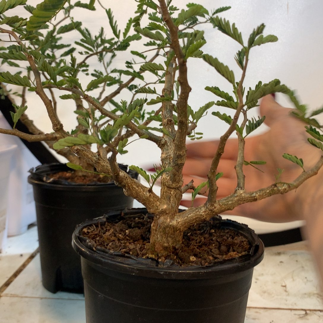 楷**益沙漠苏木实生中苗