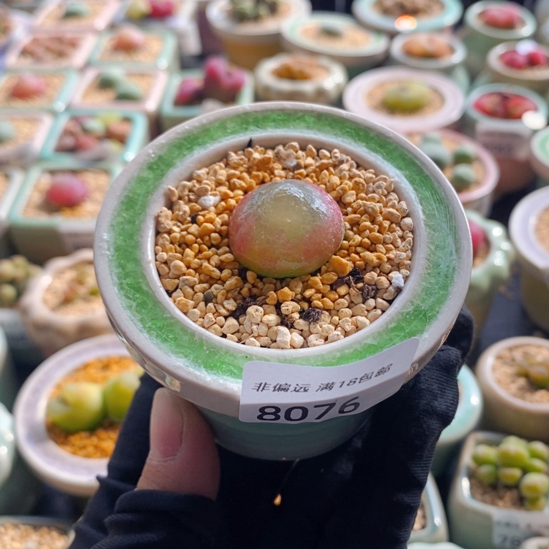 8076--一物一拍 带盆