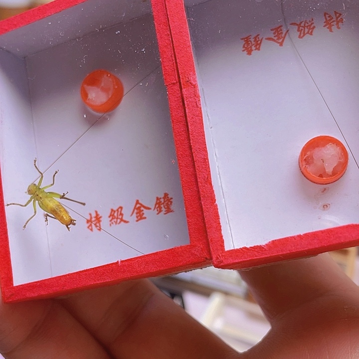 v***8糖果2啊啊啊啊啊啊啊