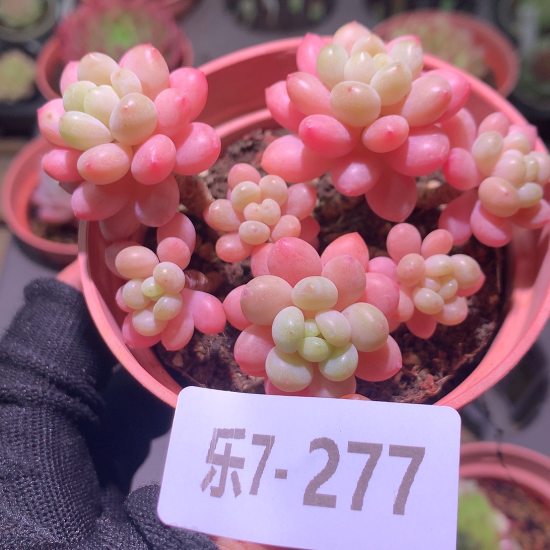 乐然 7-277 鱼子酱 