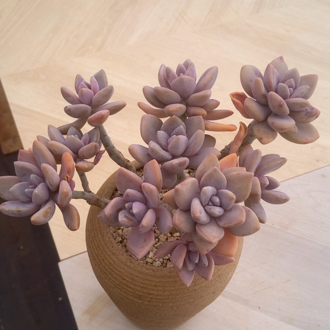 东美人的人多肉多肉