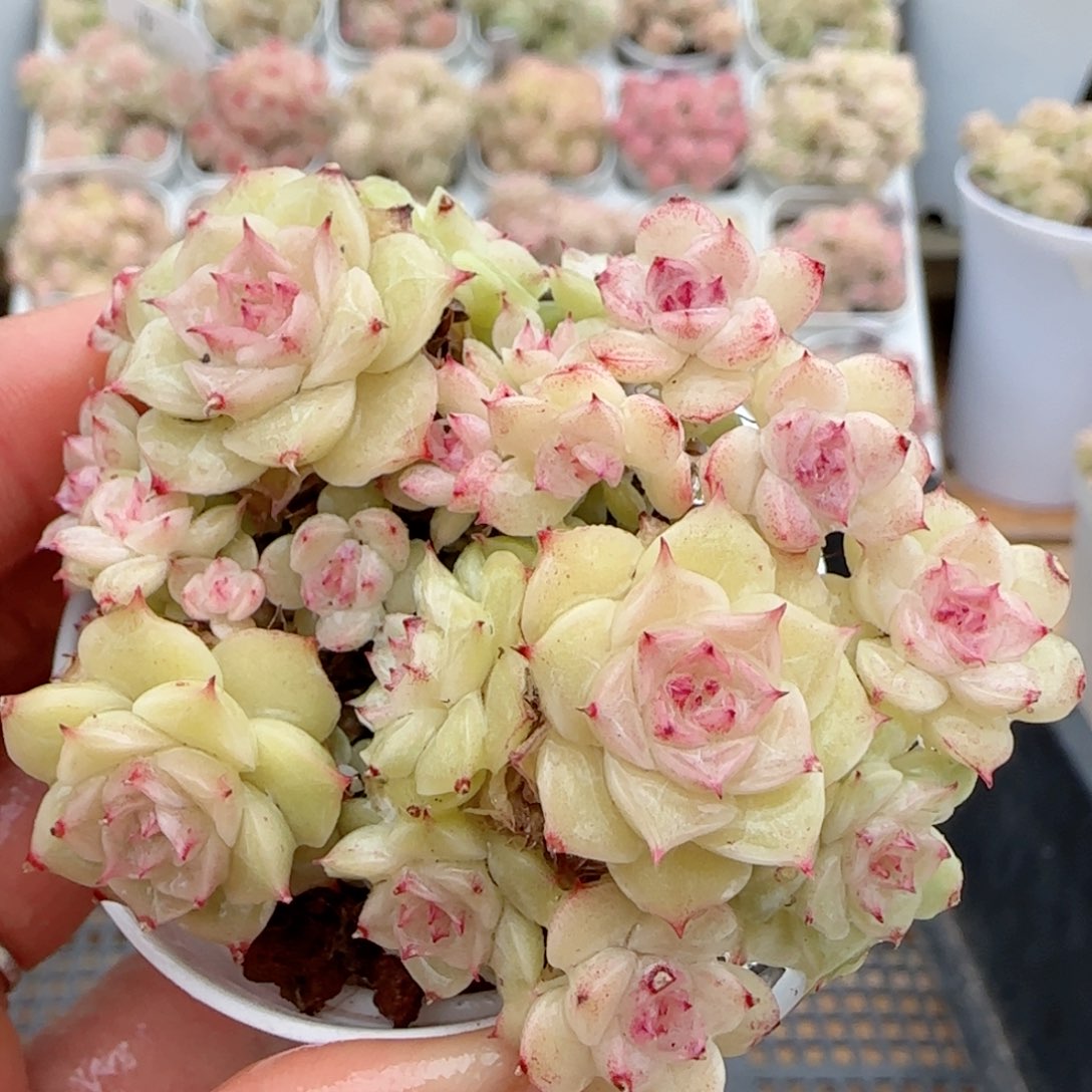 【闪购商品】0203-95糖心花朵麦杆