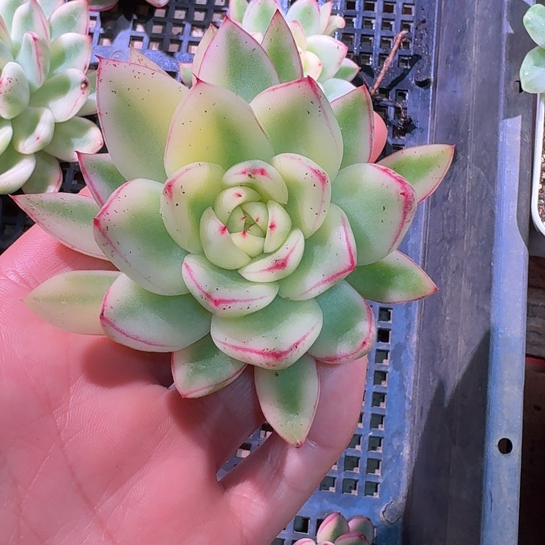 阿斯娜锦多肉多肉