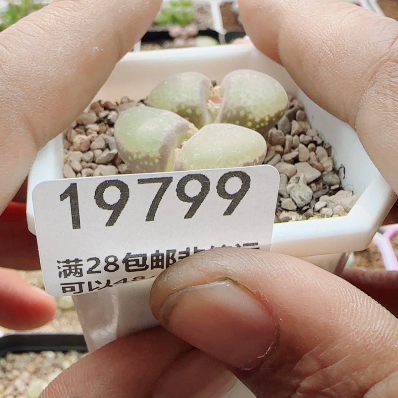 【闪购商品】璇*19799