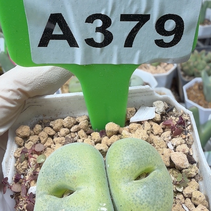 379mmmmmmmmmmmmmmmm