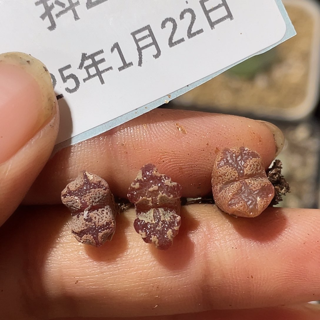 22-5超碟多肉植物