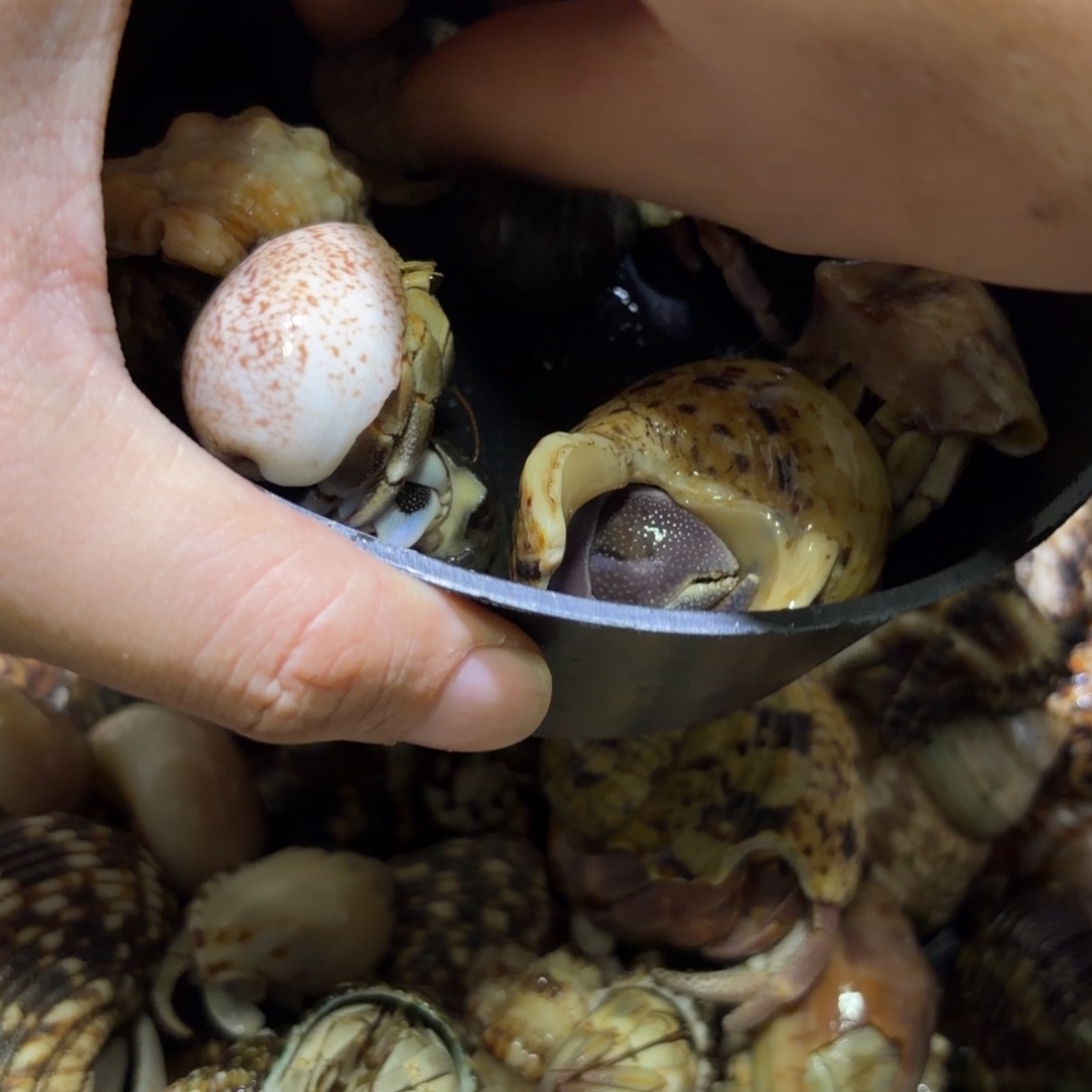 残联组合八只 包活5只