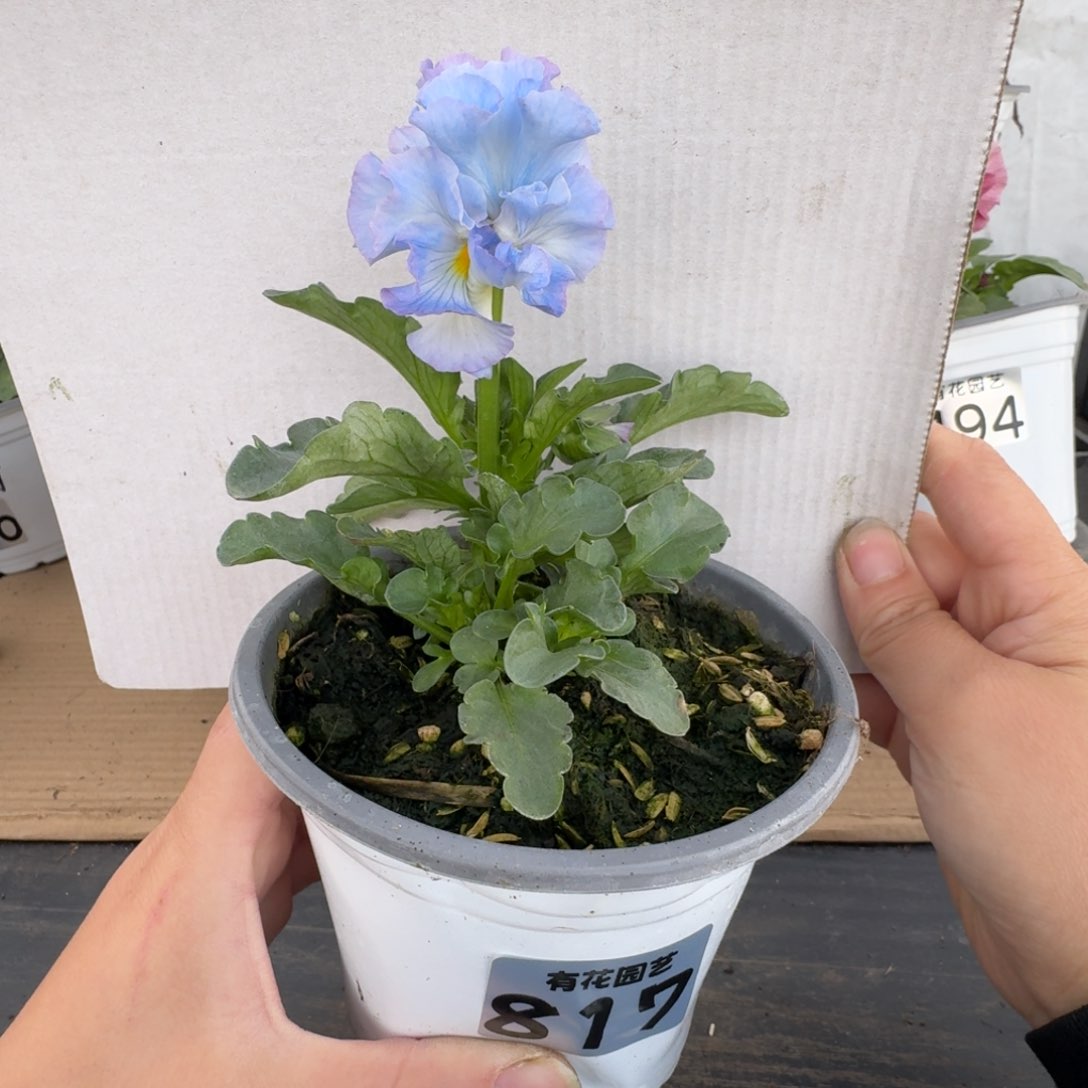 全部花朵817号角堇