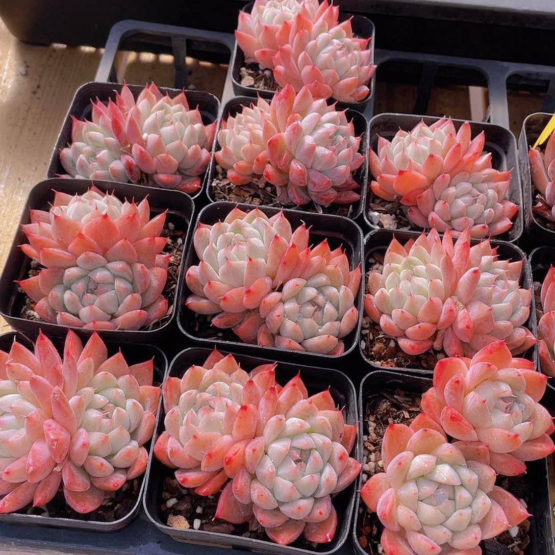 1100号 西施佳人双头一个