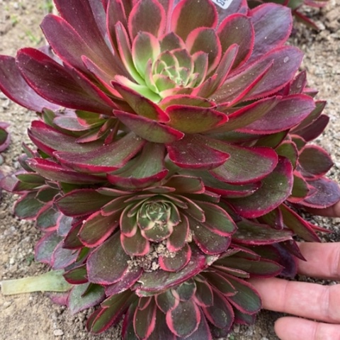 45粉花妖满25包邮多肉