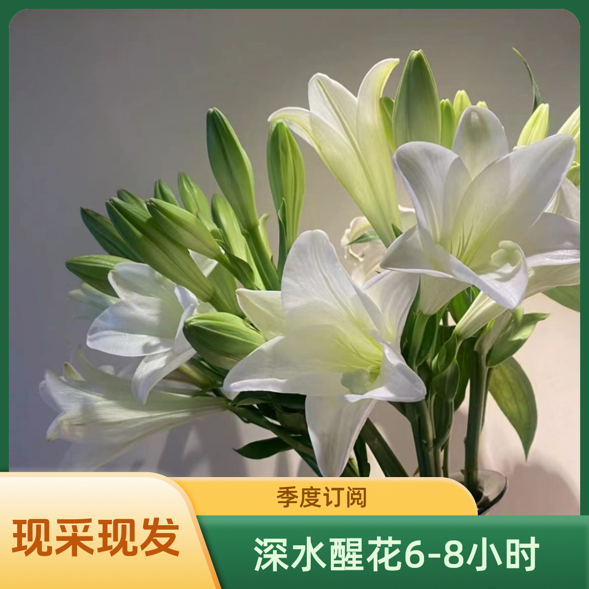 （铁炮）甜香百合东北辽宁基地直发顺丰包邮鲜花唯美居家