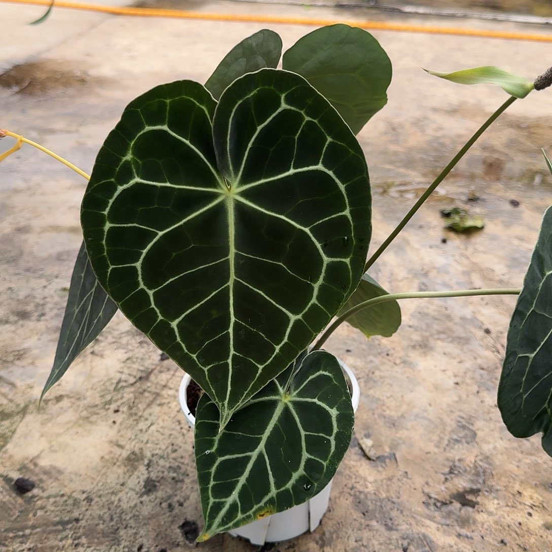 雨****不开花植物一物一拍克莱恩P99