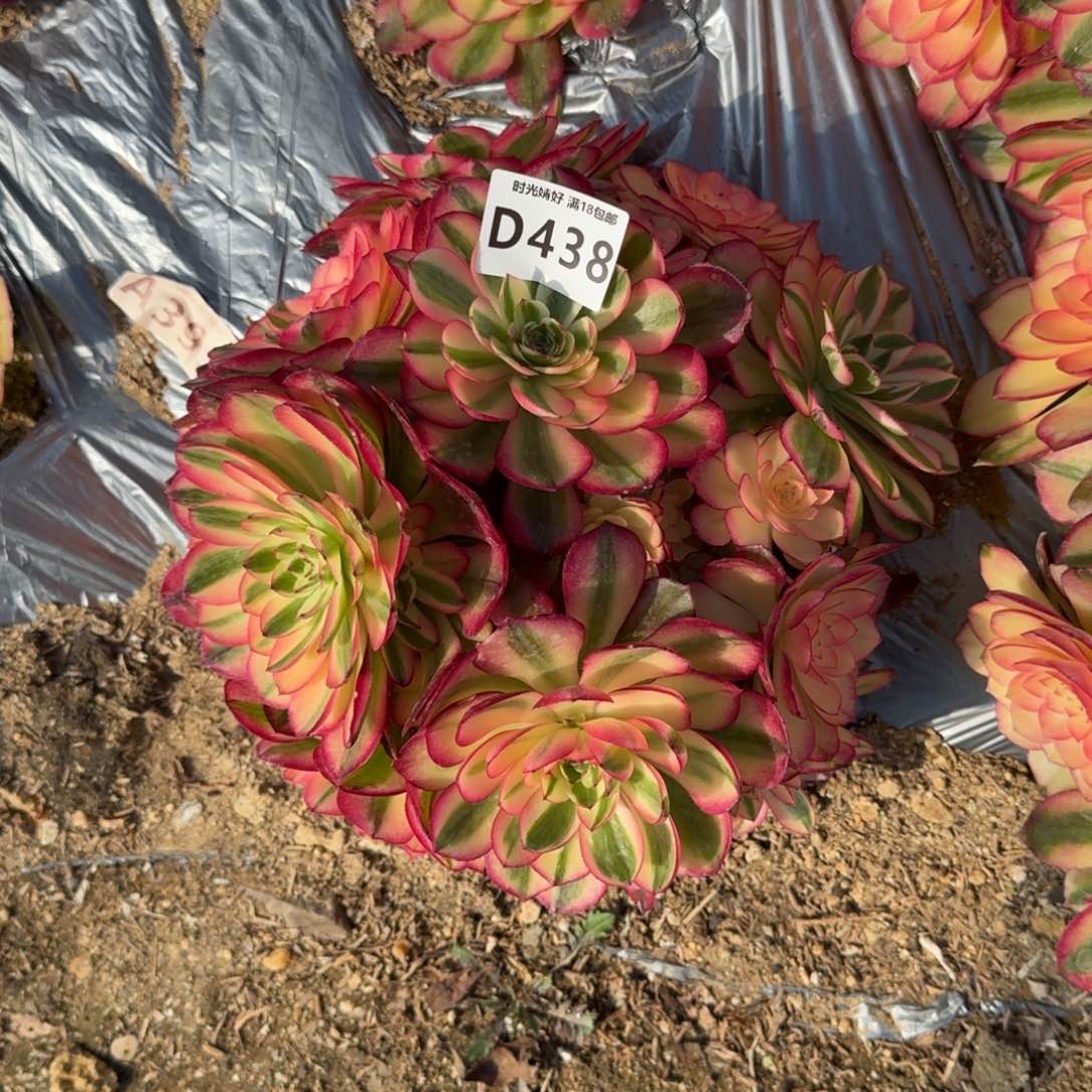 438荔枝多肉植物