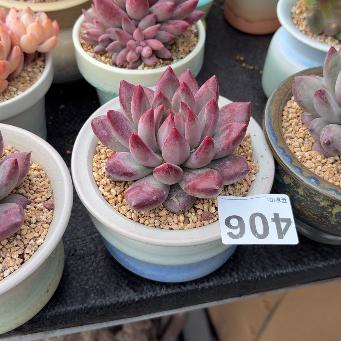 淡***去胖体虞美人带盆发货406