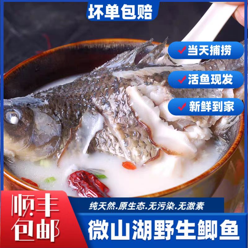 【中号野鲫鱼】拍7斤送【两斤】（保鲜不保活）