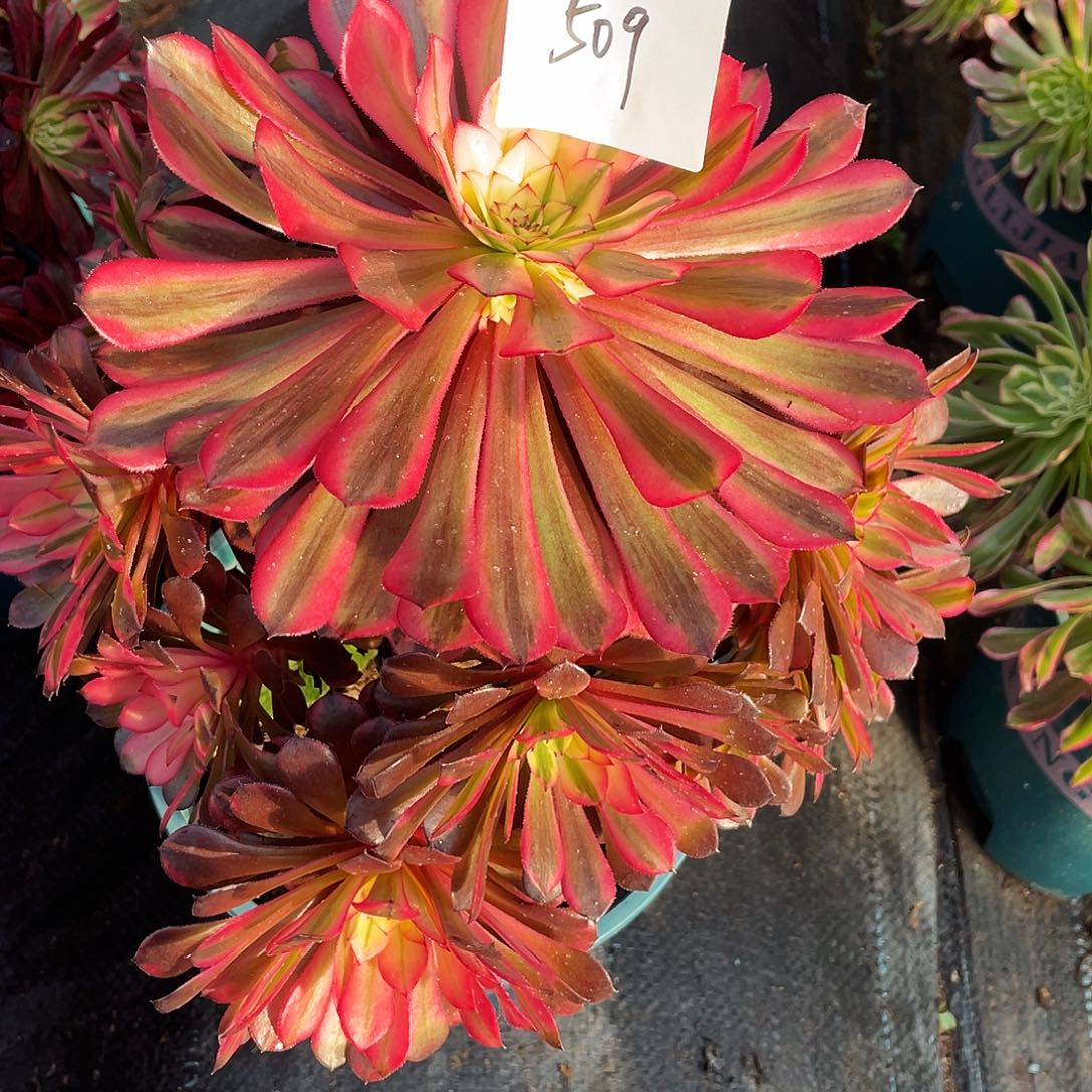 正***美多肉法师509号粉红豹发货不包损