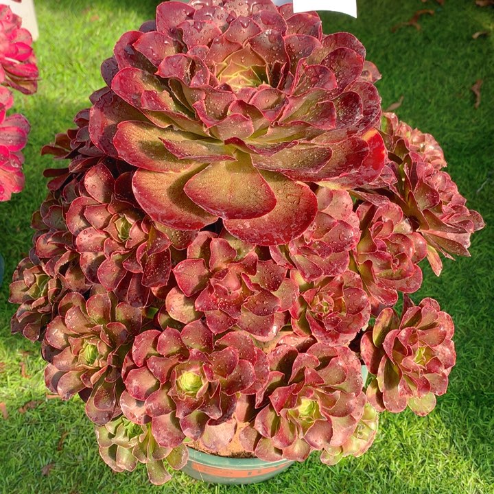 833魅金玫瑰法师多肉