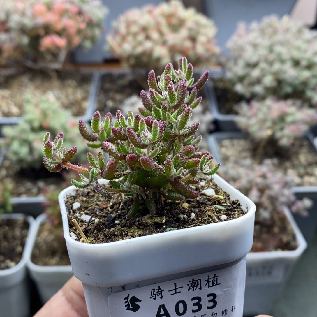 033红麒麟枝干番杏