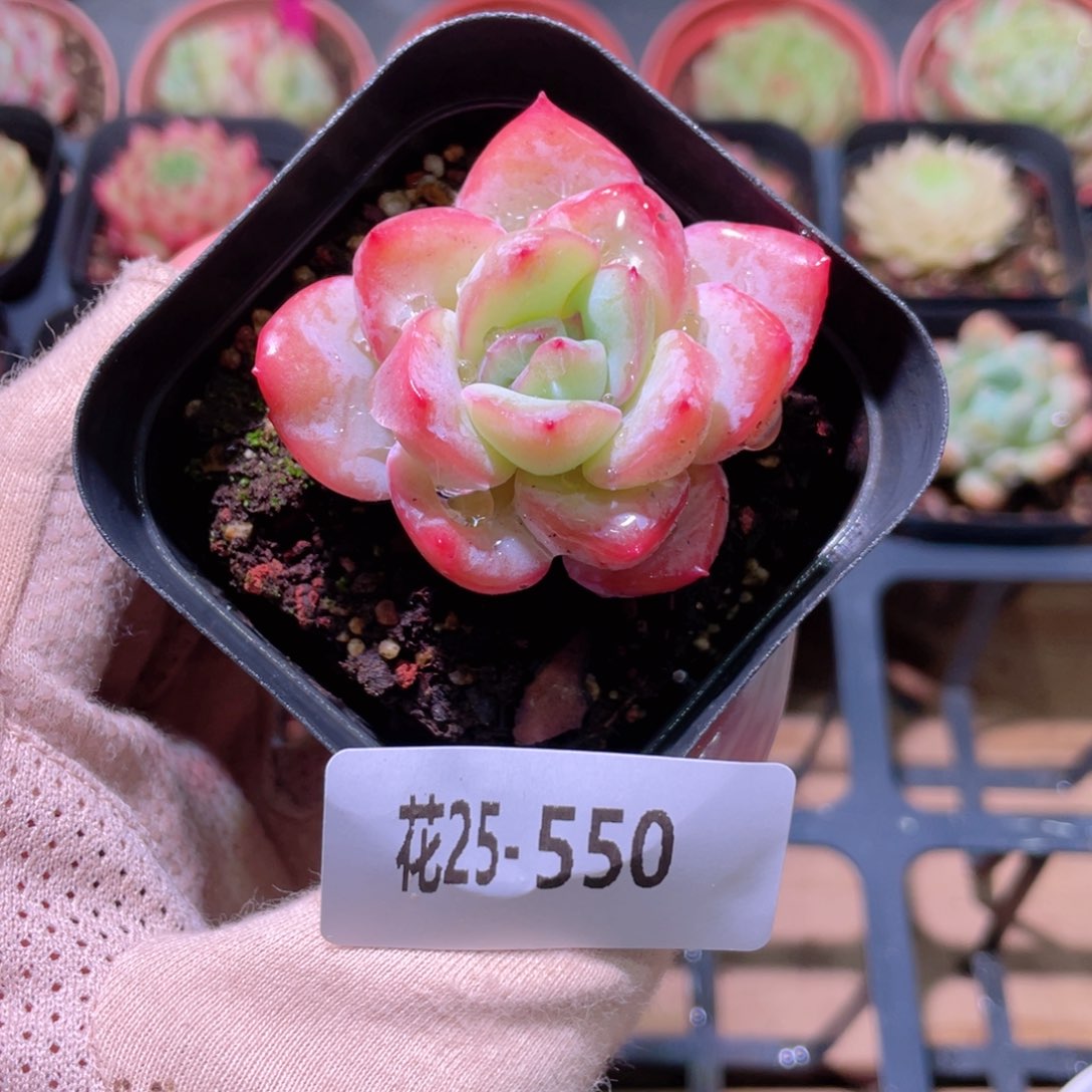 花利美25-550草莓泡芙