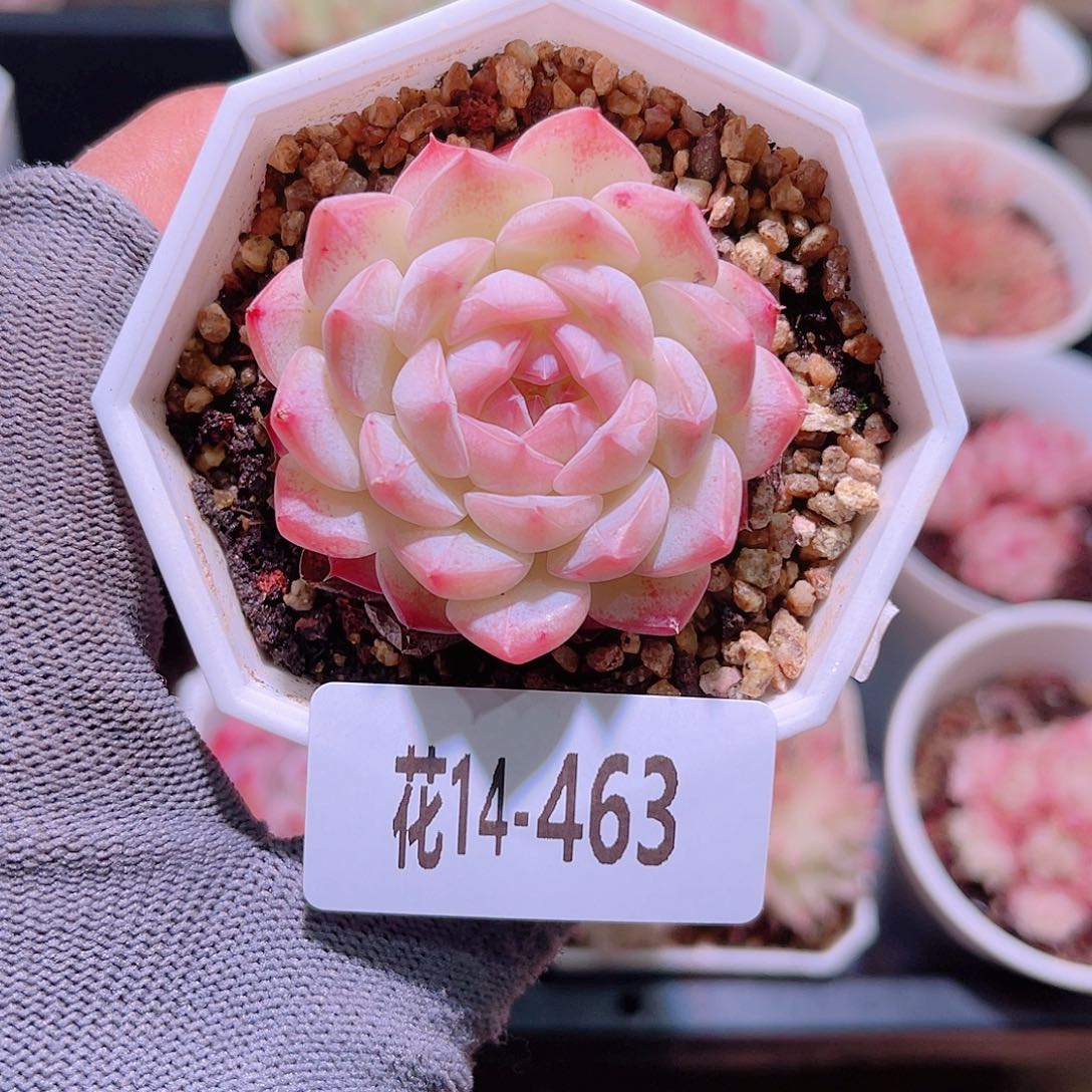 花14-463白桃汽水