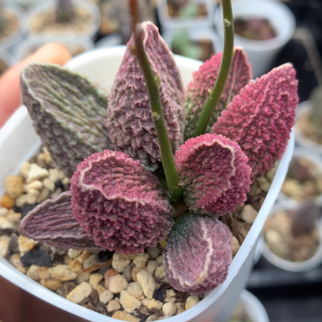 红猪宝 母本福利特价