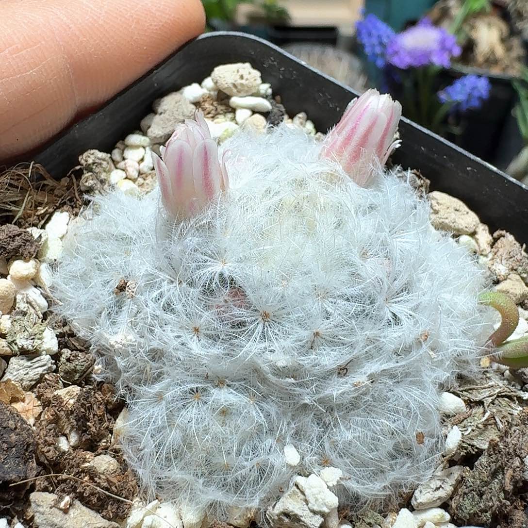 377佛头白星脱土发货自根