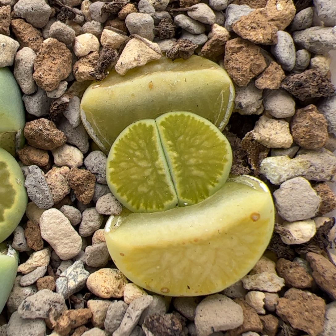 0441号绿菊 多肉植物