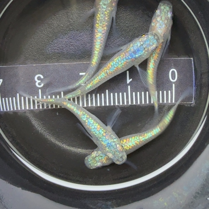 青鳉鱼海王星26号