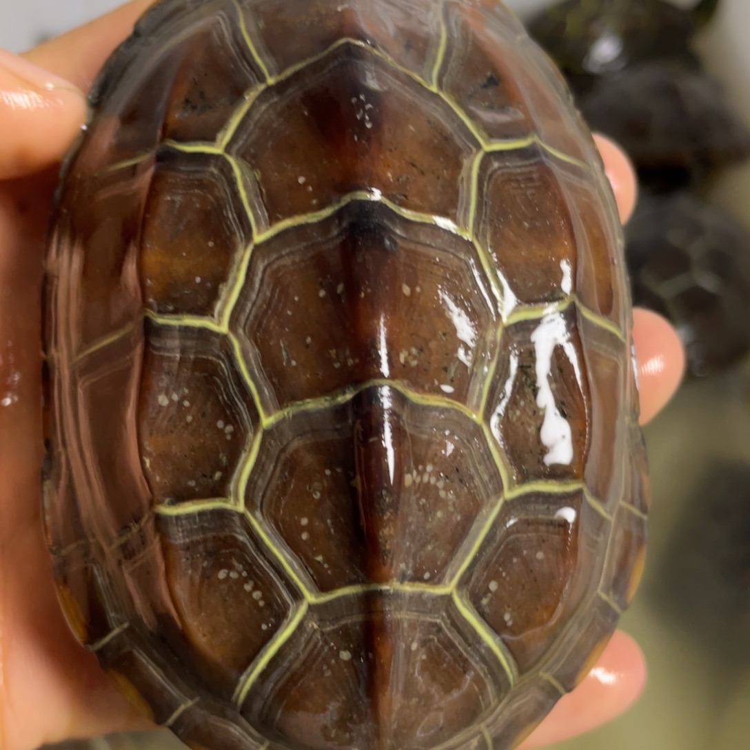 苏北金线冷水草龟