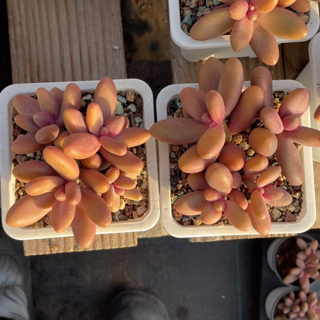 糖果美人群生两个一组30