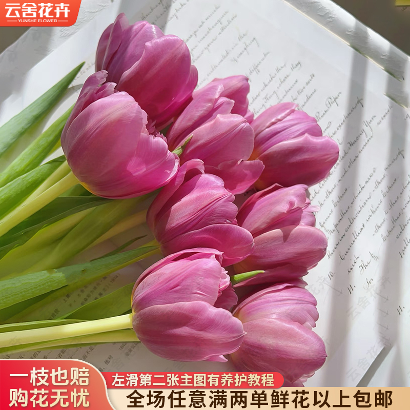 【云舍花卉】【方德】【瑞塔】郁金香 全场满两单及以上鲜花包邮发货