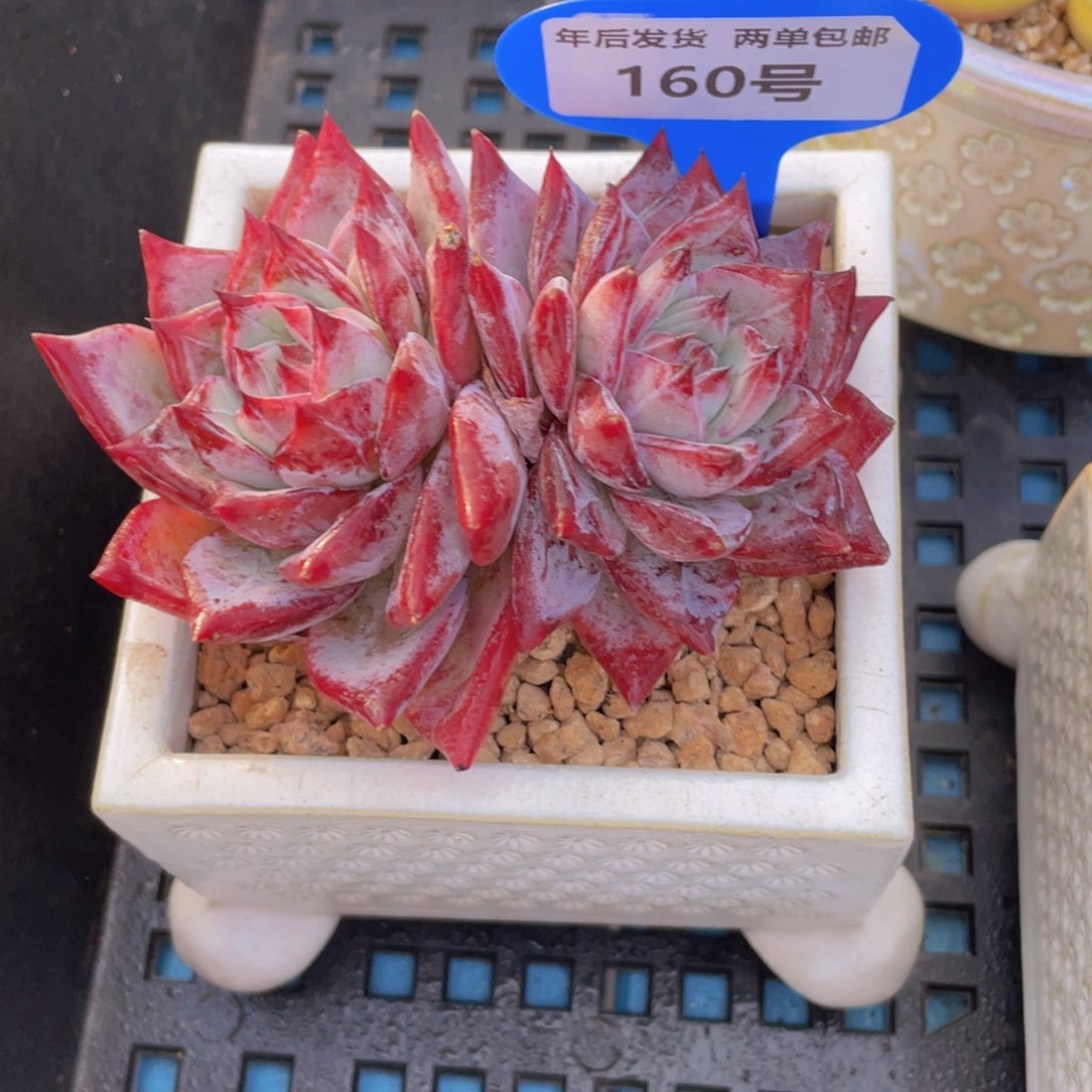 160号 全状态红拉糖双头