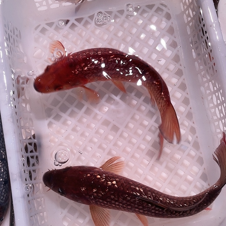 海水鱼二浩锦上锦鲤