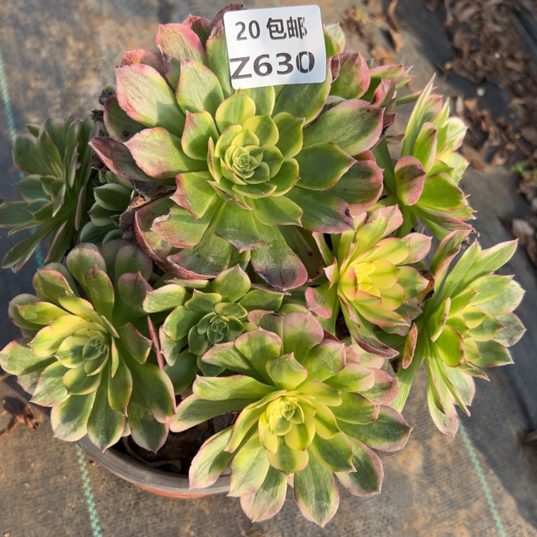 630海王，满20包邮嘟叮熊