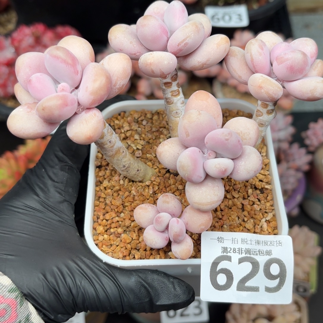 糖果桃蛋5头无盆土发货