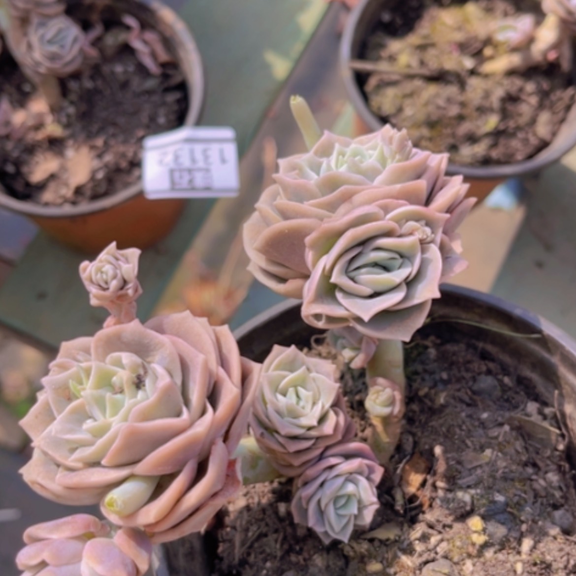 【闪购商品】可爱玫瑰10头13133