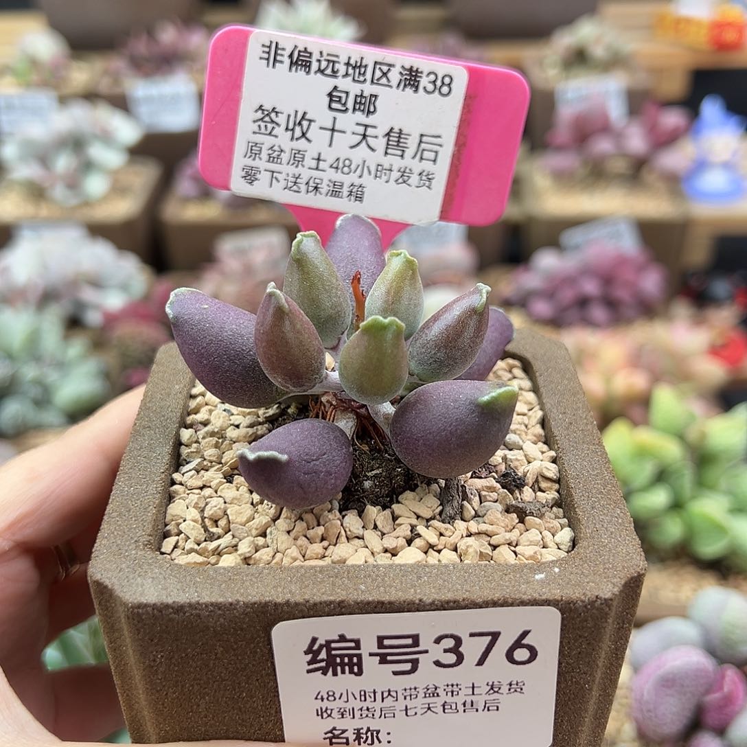 376全紫海豹多肉植物