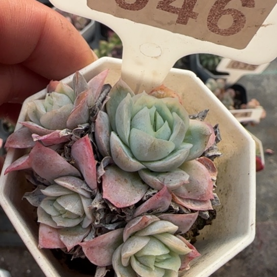 46冰片锦多肉植物多