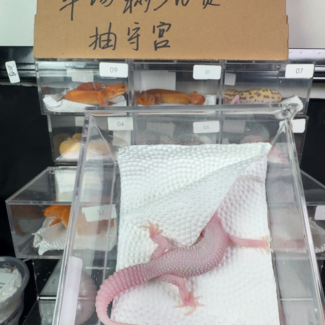 豹纹守宫超级雪花红眼暴龙弟弟