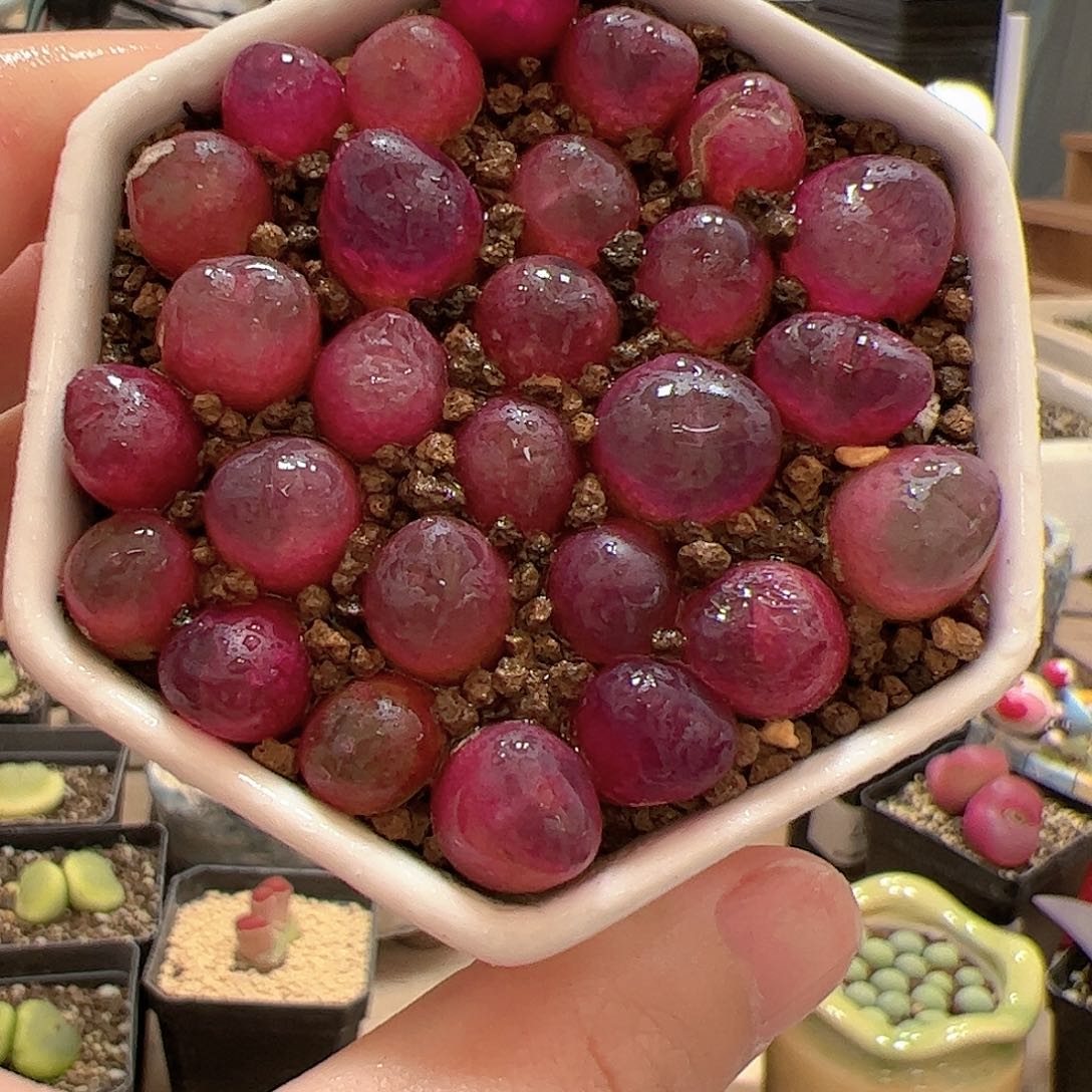 【闪购商品】吕氏10颗0.9cm