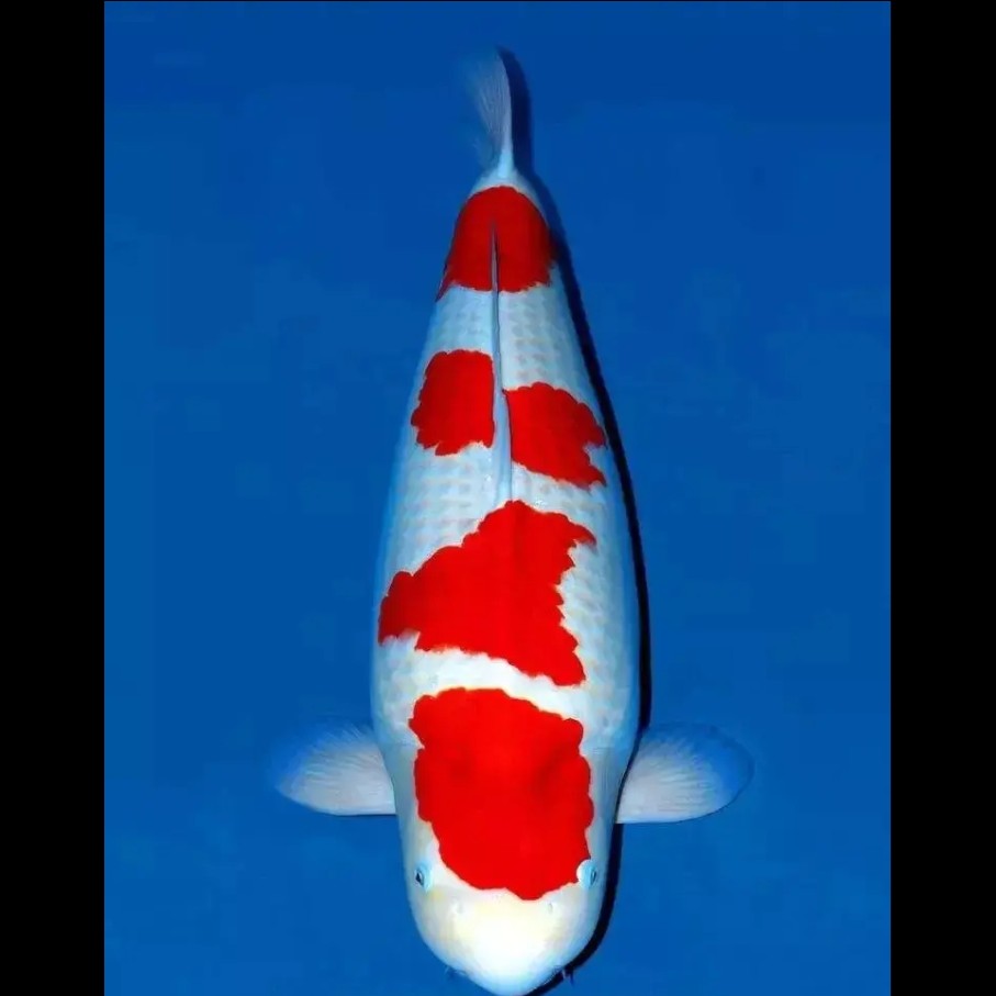 观赏鱼锦鲤 日本血统 包邮包损