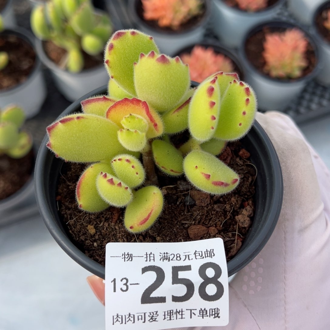 熊童子多肉多肉多肉多肉